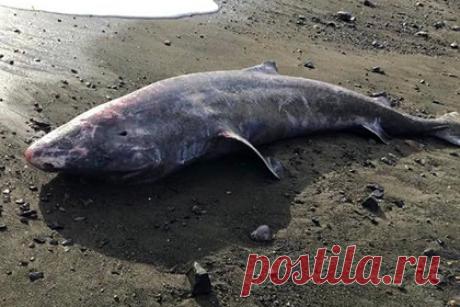 Тело 500-летней акулы вынесло на берег в Великобритании. В британском графстве Корнуолл нашли труп самой долгоживущей акулы в мире. Один из жителей графства заметил тело гренландской полярной акулы, когда прогуливался около пляжа. Он сообщил о находке ученым, однако, когда они прибыли на место, акулу унесло в море. Позже ее нашел экипаж туристического судна.