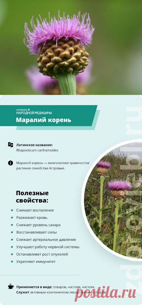 Маралий корень — лечебные свойства и противопоказания