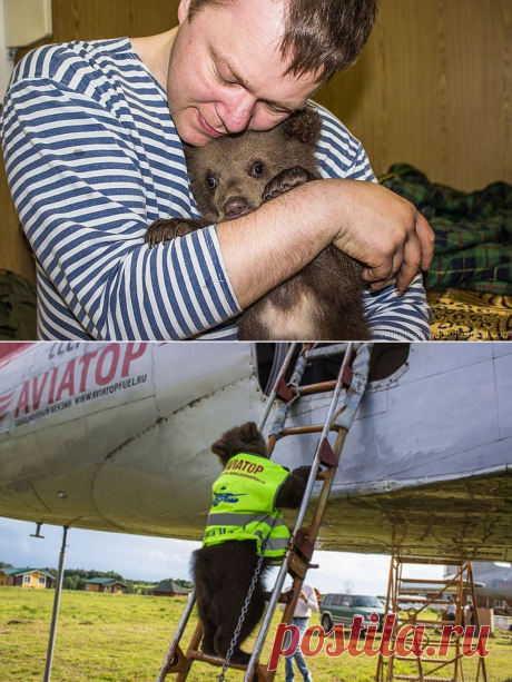 Медвежонок-подкидыш стал вторым пилотом у летчика в Тверской области