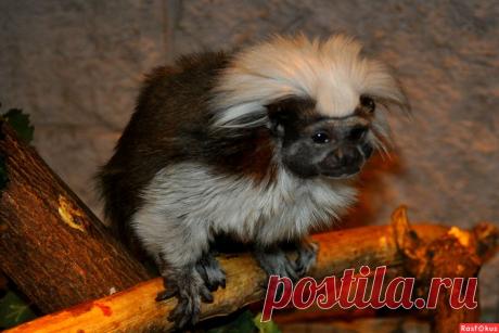 Фото: Зверь. Николай Попов. Фото животных - Фото и фотограф на Расфокусе.