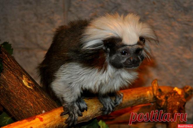Фото: Зверь. Николай Попов. Фото животных - Фото и фотограф на Расфокусе.