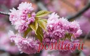 Природа обои на рабочий стол - страница 273