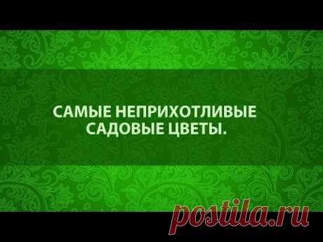 Самые неприхотливые садовые цветы. Сайт &quot;Садовый мир&quot;