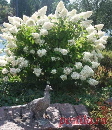 ЦВЕТУЩИЕ КУСТАРНИКИ... | Самоцветик