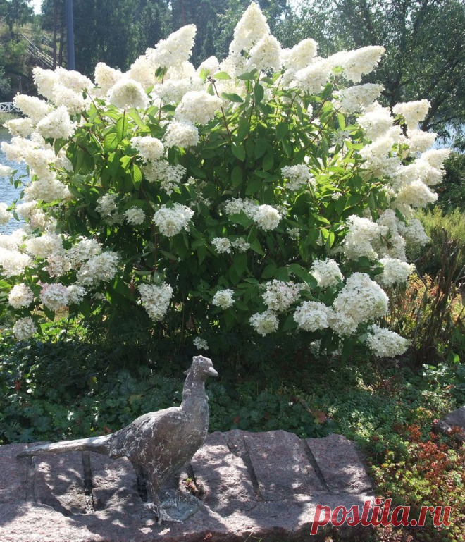 ЦВЕТУЩИЕ КУСТАРНИКИ... | Самоцветик