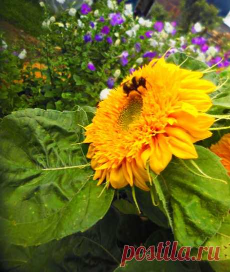 🌻🐝🌻🐝🌻🐝🌻🐝🌻 Аромат цветов струится В ясный летний тёплый день! Пчёлам в ульях не сидится, Не знакома пчёлам лень! 🐝🍯🐝🍯🐝🍯🐝🍯🐝