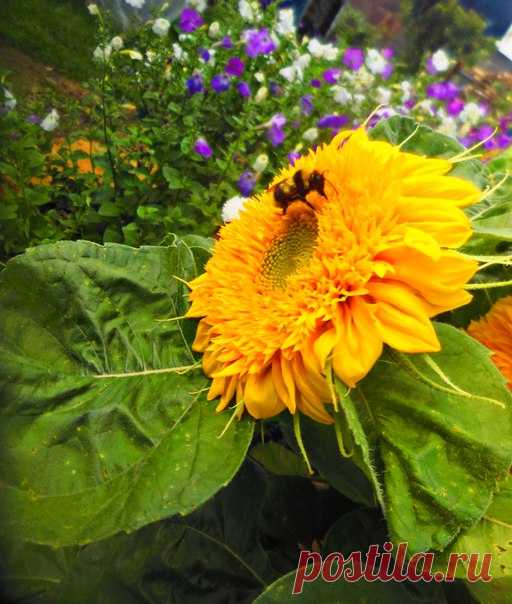 🌻🐝🌻🐝🌻🐝🌻🐝🌻 Аромат цветов струится В ясный летний тёплый день! Пчёлам в ульях не сидится, Не знакома пчёлам лень! 🐝🍯🐝🍯🐝🍯🐝🍯🐝