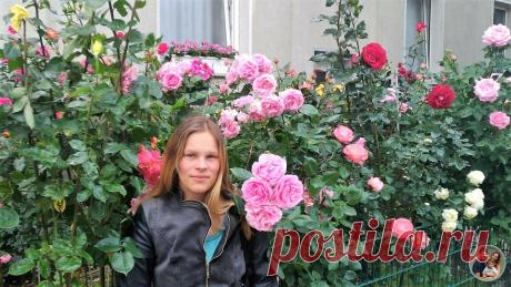 Мой прадедушка вырастил такие розы, что даже местная газета взяла у него интервью. До сих пор цветут и радуют | Тайком в Германию | Яндекс Дзен