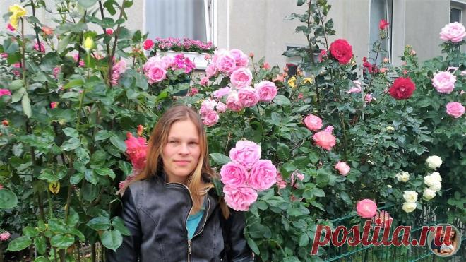 Мой прадедушка вырастил такие розы, что даже местная газета взяла у него интервью. До сих пор цветут и радуют | Тайком в Германию | Яндекс Дзен