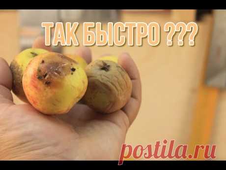 Самый быстрый и банальный способ избавиться от мошек дома - YouTube
