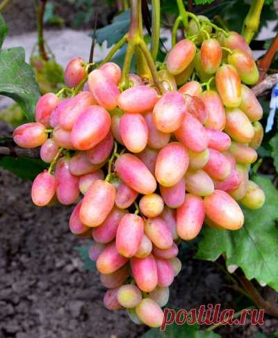 Виноград Юлиан: описание сорта, фото, отзывы виноградарей. Советы по размножению, выращиванию и уходу.