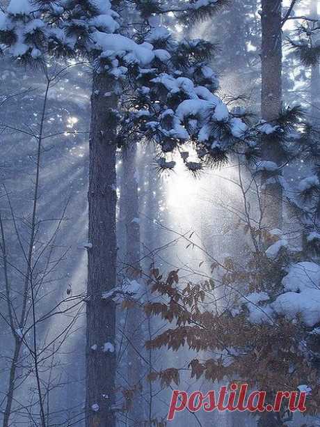 Самые мудрые ... — это деревья. И самые лучшие — тоже. Корни в земле, голова в небе. Служат всем: и зверью, и птицам, и людям. Никуда не перебегают, не предают, не изменяют своей природе. Умирают стоя. И после смерти согревают своим теплом …

Максим Яковлев &quot;Фрески&quot;