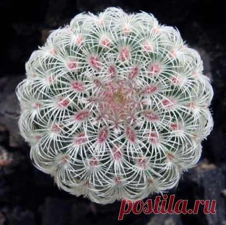 Кактус - форум -&gt; Галерея -&gt; Просмотр изображения -&gt; Echinocereus rigidissimus