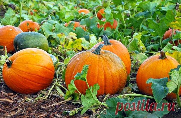 Тыквы на компосте