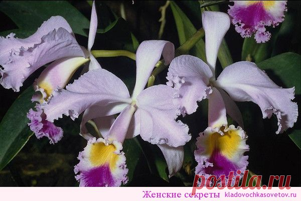 Уход за каттлеями (орхидеями) | Женские секреты