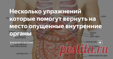Несколько упражнений которые помогут вернуть на место опущенные внутренние органы Опущение внутренних органов в преобладающем большинстве наблюдается у женщин. Это и понятно, ведь среди основных причин этой патологии выделяют чрезмерную худобу, отказ от еды или слишком малое потребление пищи на диетах и голодовках, трудные или частые роды. Опущение органов может случиться, как следствие серьезной травмы. Так что мужчины, хоть и менее, но также этому подвержены.
Методика