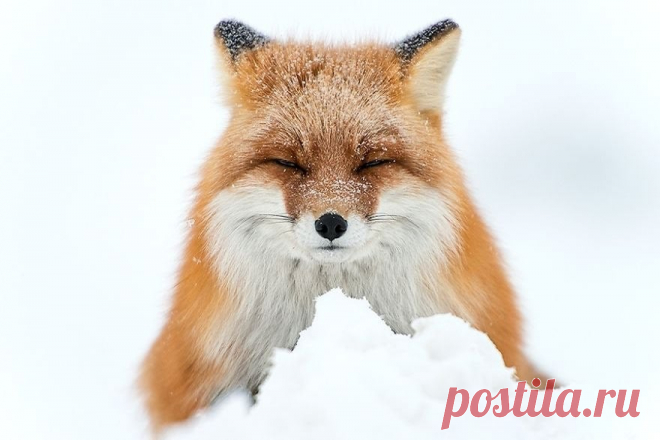 20 фотографий зимних лис, в которых просто невозможно не влюбиться