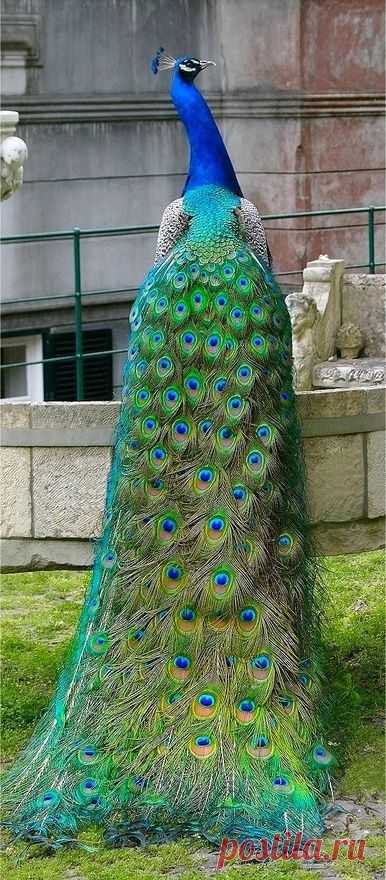 (5) Pinterest