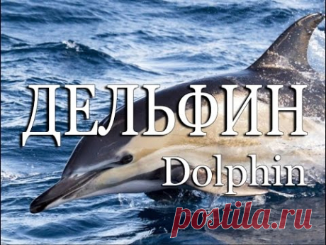 Дельфин — Dolphin - YouTube