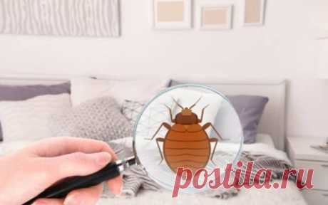 Receta casera para  eliminar los ácaros de tu colchón