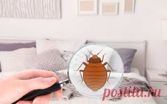 Receta casera para  eliminar los ácaros de tu colchón