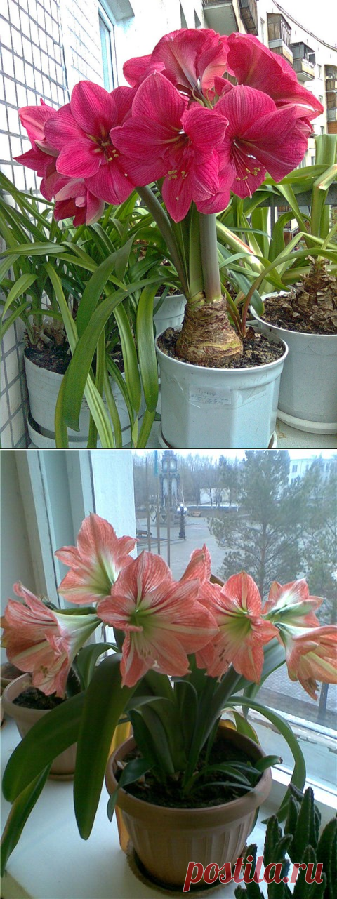 Красота в доме: когда и как пересаживать гиппеаструм