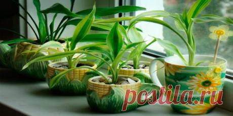 Этот чудо-раствор для комнатных растений способен предотвратить гибель ваших цветов! И вот как его приготовить… — Копилочка полезных советов