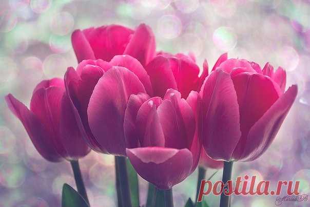 Прошли вьюги и метели, Кое где подтаял лед. Песню звонкую запели Ручейки. Весна идет! Пусть чудесный праздник женский Счастье и любовь несет. Жизнь пусть будет интересней, И душа всегда цветет!