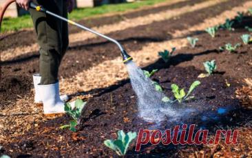 Какую воду не стоит использовать для полива огорода, чтобы не остаться без урожая — Дачный участок