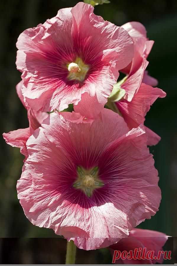 Hollyhock (alcea Rosea)