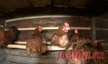 Разведение кур в домашних условиях для новичков | Курочка | Яндекс Дзен