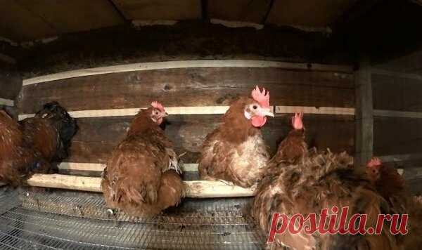 Разведение кур в домашних условиях для новичков | Курочка | Яндекс Дзен