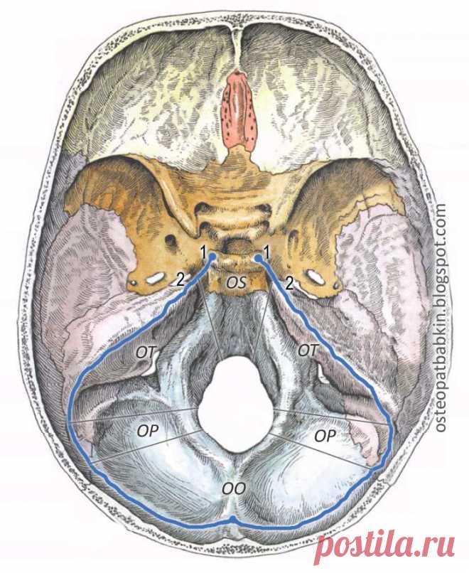 Интересная остеопатия: Намет, или палатка мозжечка: анатомия, прикрепления, топография и биомеханика краниосакрального ритма.