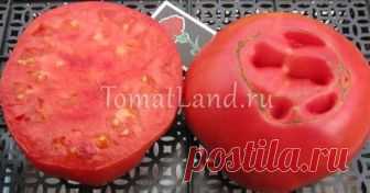 Томат Лопатинские: описание сорта, отзывы, фото, урожайность и характеристика | tomatland.ru