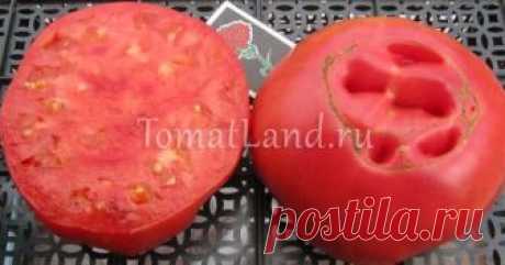 Томат Лопатинские: описание сорта, отзывы, фото, урожайность и характеристика | tomatland.ru