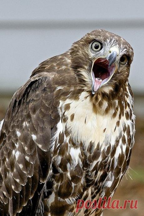 Найдено на сайте flickr.com.