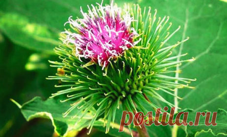 Лопух - это настоящий целебный алатырь человека: не будет диабета, отёков, отдышки, облысения - всё улучшиться | Ver-A | Яндекс Дзен