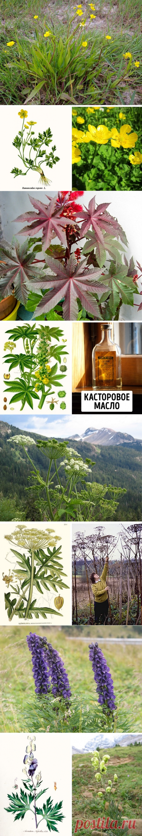 11 страшно ядовитых растений, о которых необходимо знать каждому