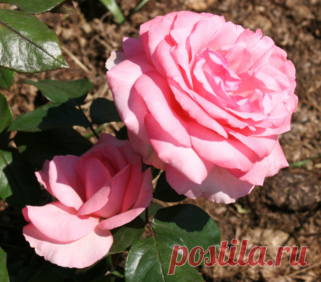 s-13107.jpg (2658×2333)