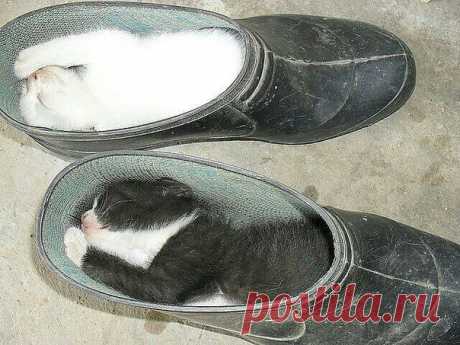 котокалоши