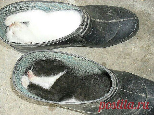 котокалоши