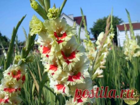 ПОЛНАЯ ИНСТРУКЦИЯ ПО ВЫРАЩИВАНИЮ ГЛАДИОЛУСОВ
Специально для начинающих и уже опытных цветоводов.
Это практически пошаговая инструкция к выращиванию гладиолусов. Выполняя предложенные приёмы, вы гарантировано сможете получить великолепные цветы гладиолусов!
 Место посадки:
Солнечное, защищённое от холодных северных ветров. Не следует использовать для посадки сырые участки в пониженных рельефах с высоким стоянием грунтовых вод.
 Почва:
структурная со слабокислой реакцией, без застоя вод