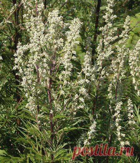 ЧЕРНОБЫЛЬНИК ПОВСЕМЕСТНО РАСТЁТ, ПОЛЫНЬ ОБЫКНОВЕННУЮ КАЖДЫЙ НАЙДЁТ....