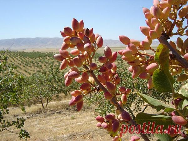 Любитель засухи и зноя — фисташковое дерево