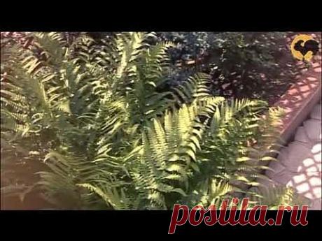 ▶ Рододендроны в саду Ландшафтные хитрости 65 - YouTube