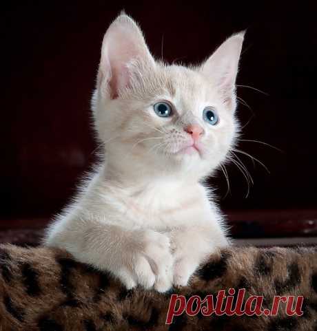 Кошка Котенок Домашнее Животное - Бесплатное фото на Pixabay