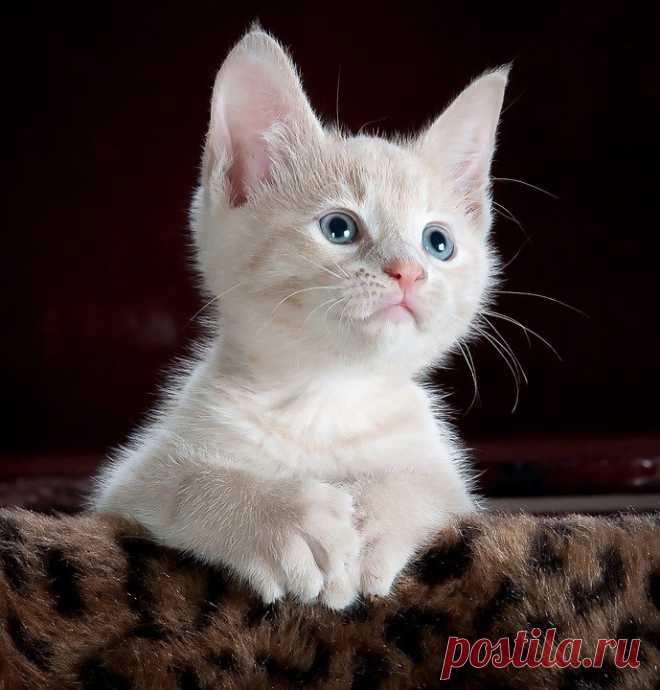 Кошка Котенок Домашнее Животное - Бесплатное фото на Pixabay