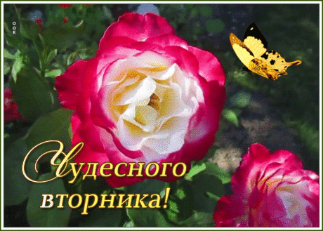 Чудесная открытка с вторником