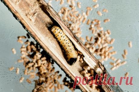 Вредители плодовых культур | справочник Пестициды.ru