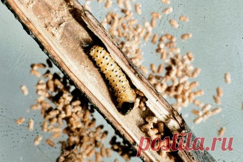 Вредители плодовых культур | справочник Пестициды.ru